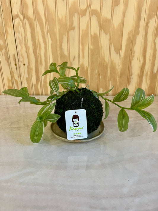 Wandering Jew "Rescued and Radiant" | Moss Ball Kokedamas