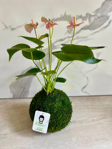 Anthurium