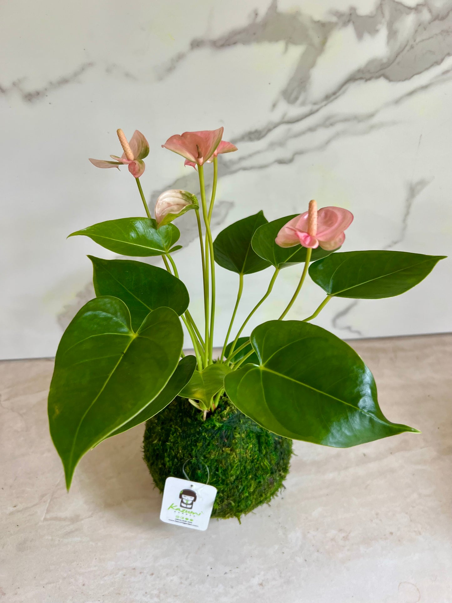 Anthurium | Moss Ball Kokedamas