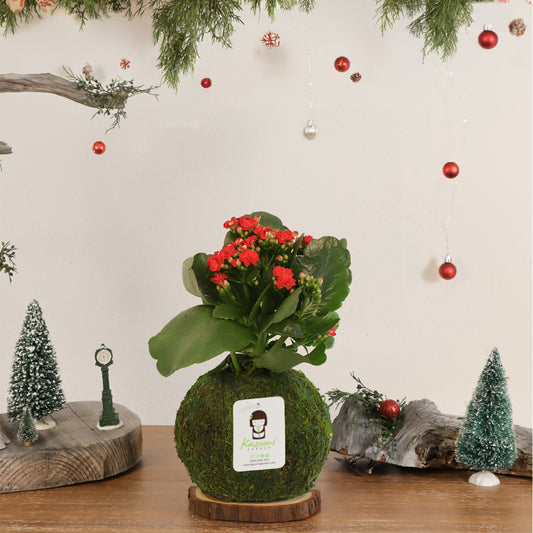 Kalanchoe | Moss Ball Kokedama
