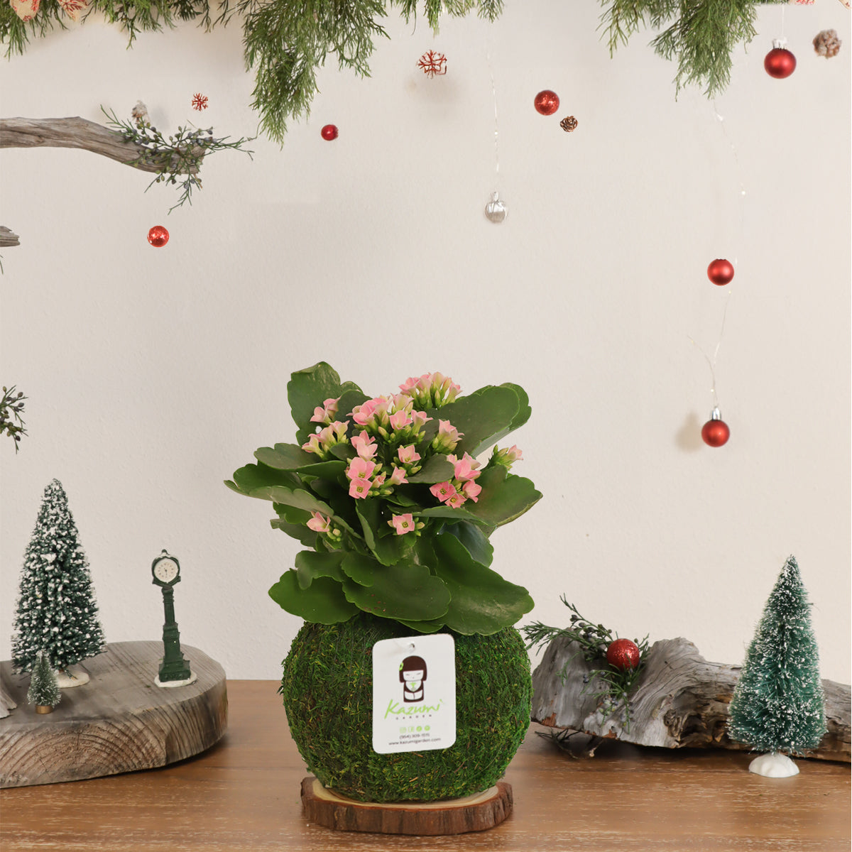 Kalanchoe | Moss Ball Kokedama