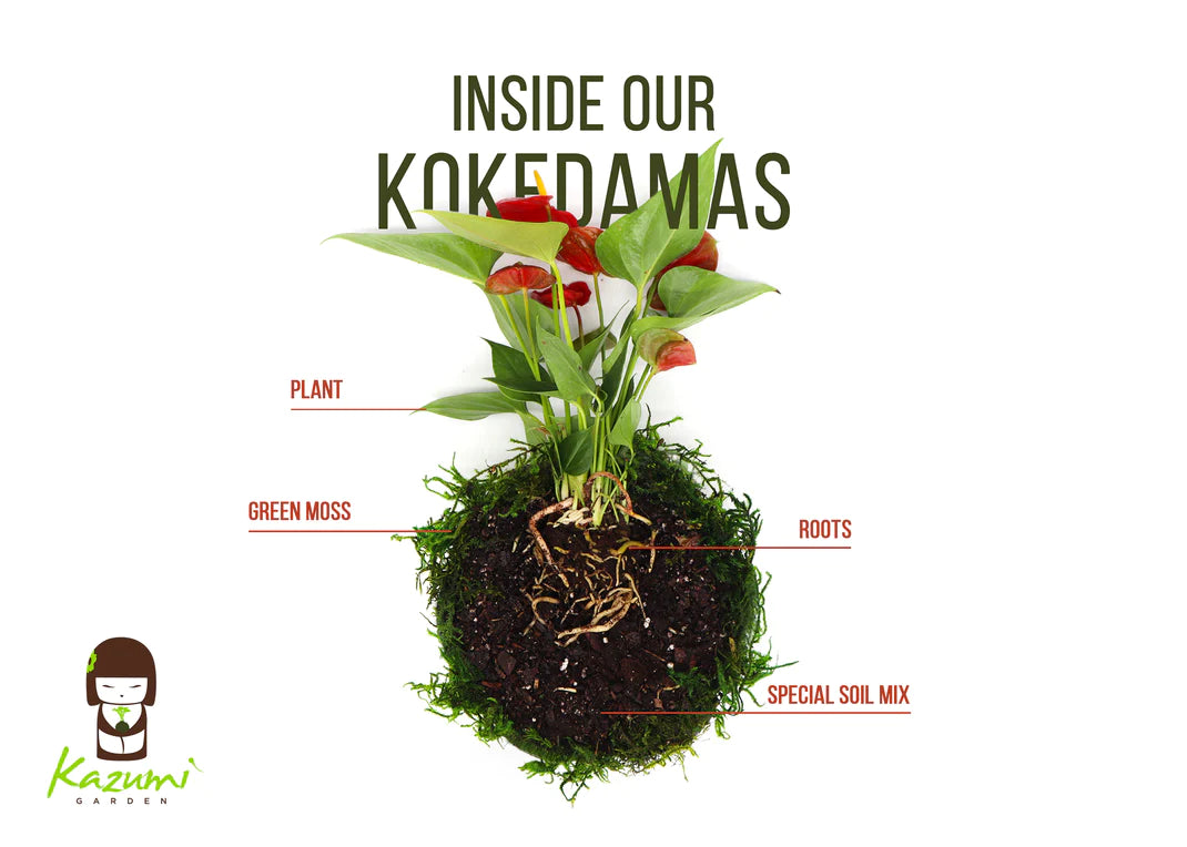 Neanthe Bella Palm | Moss Ball Kokedamas