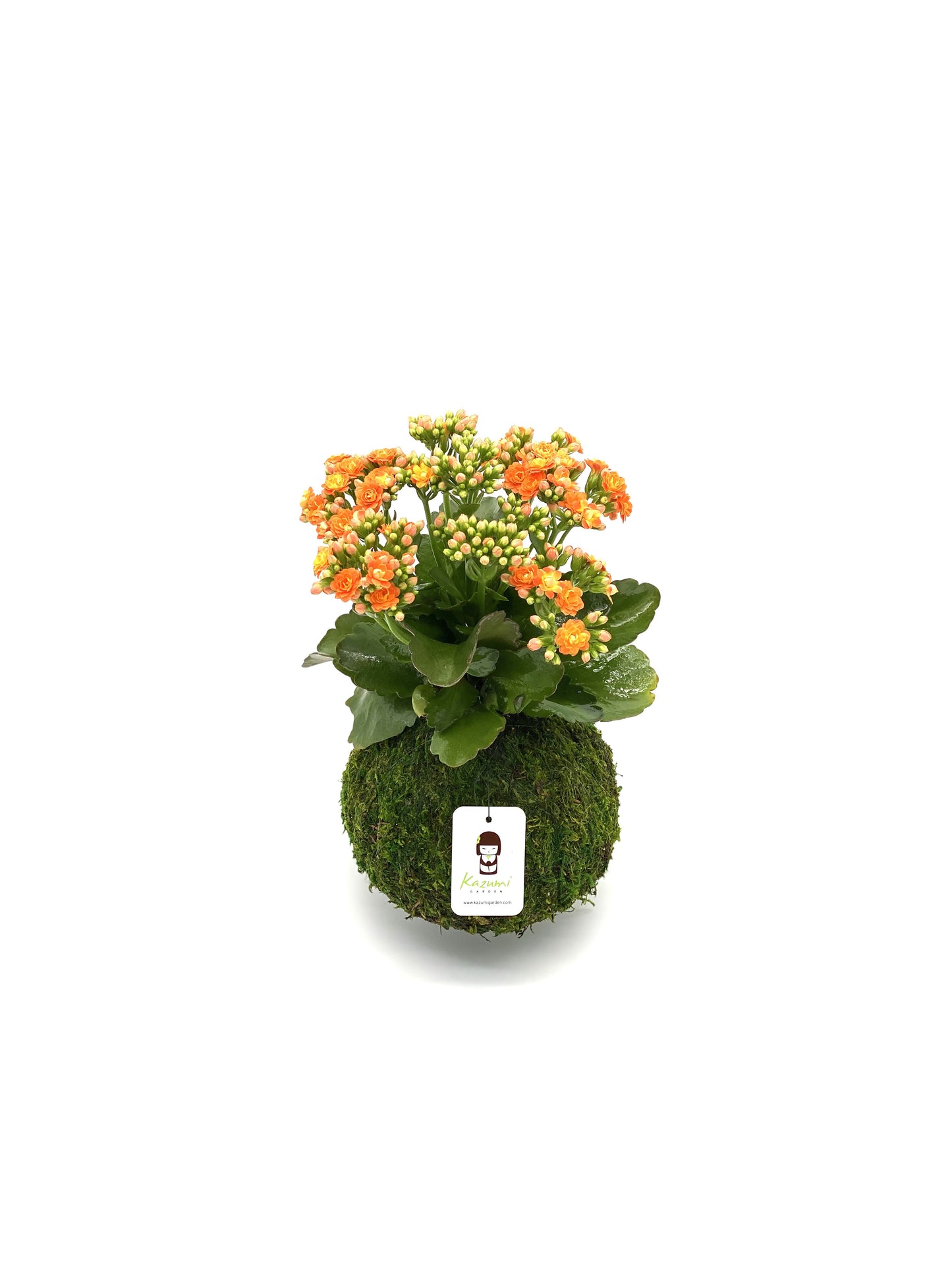 Kalanchoe | Moss Ball Kokedama