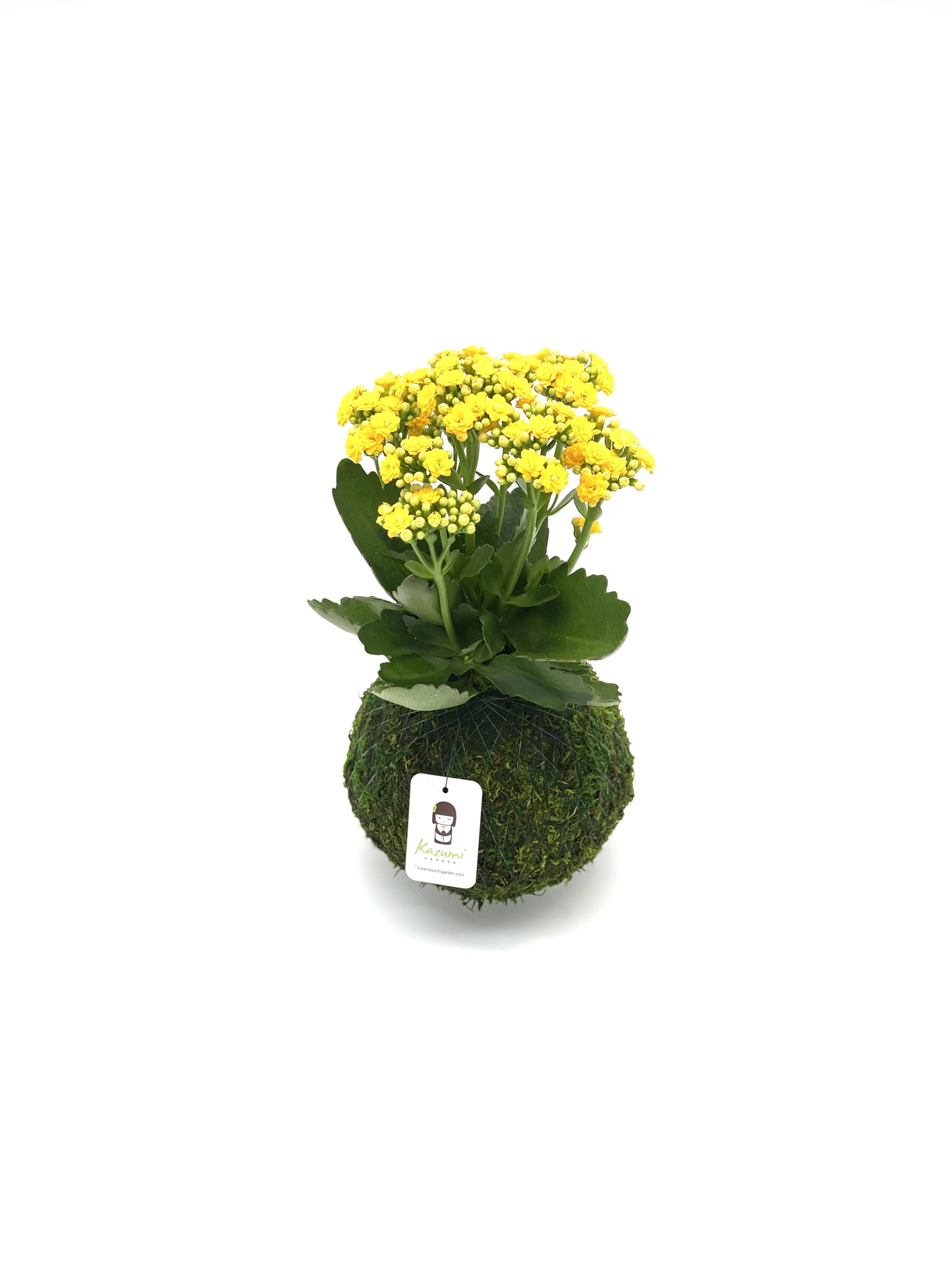 Kalanchoe | Moss Ball Kokedama