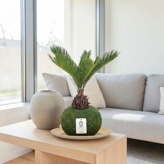 King Sago Palm | Moss Ball Kokedama