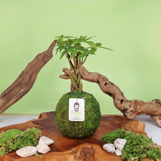 Money Tree | Moss Ball Kokedama