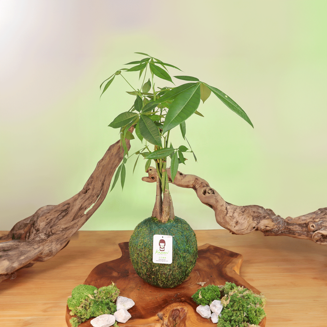 Money Tree | Moss Ball Kokedama