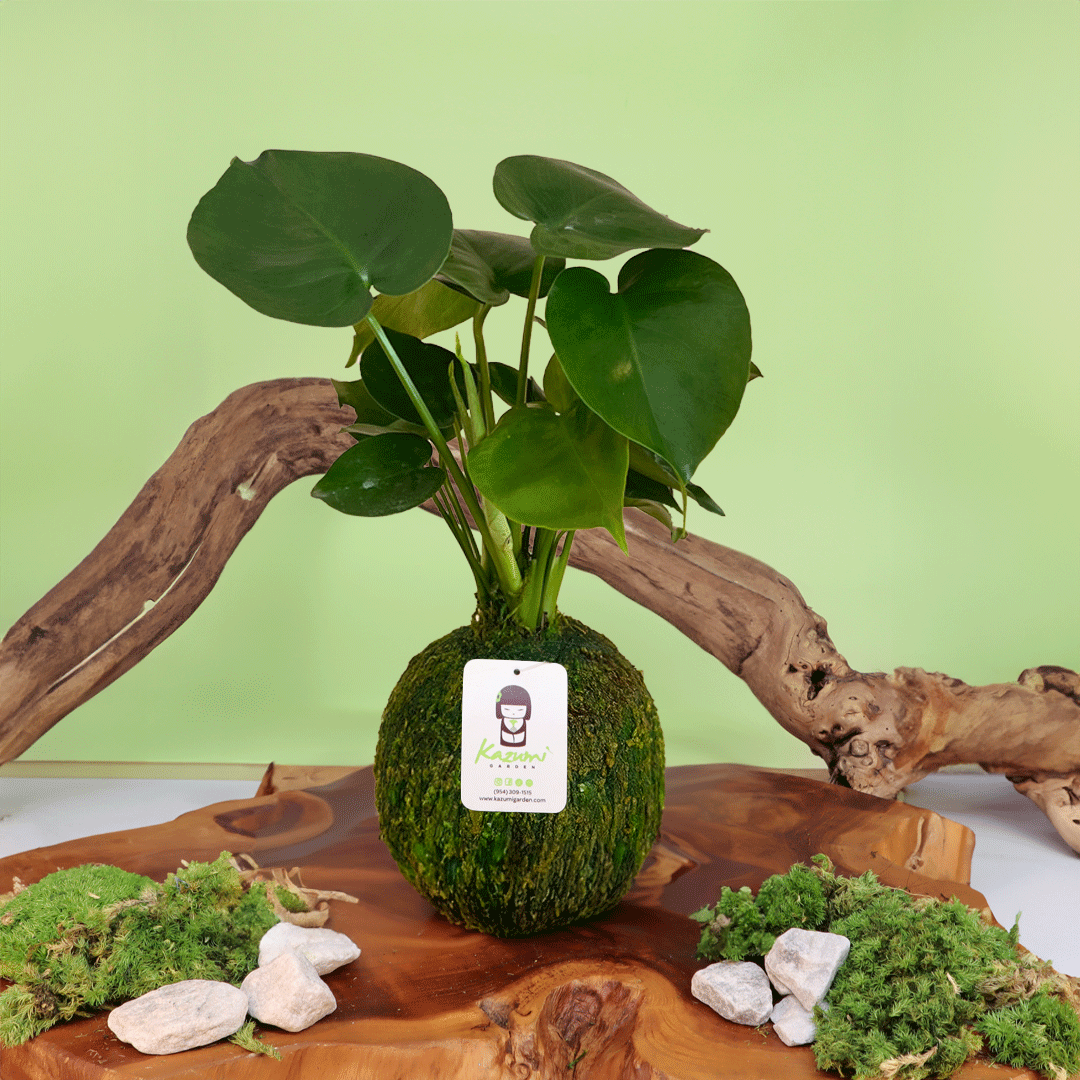 Monstera Deliciosa | Moss Ball Kokedama