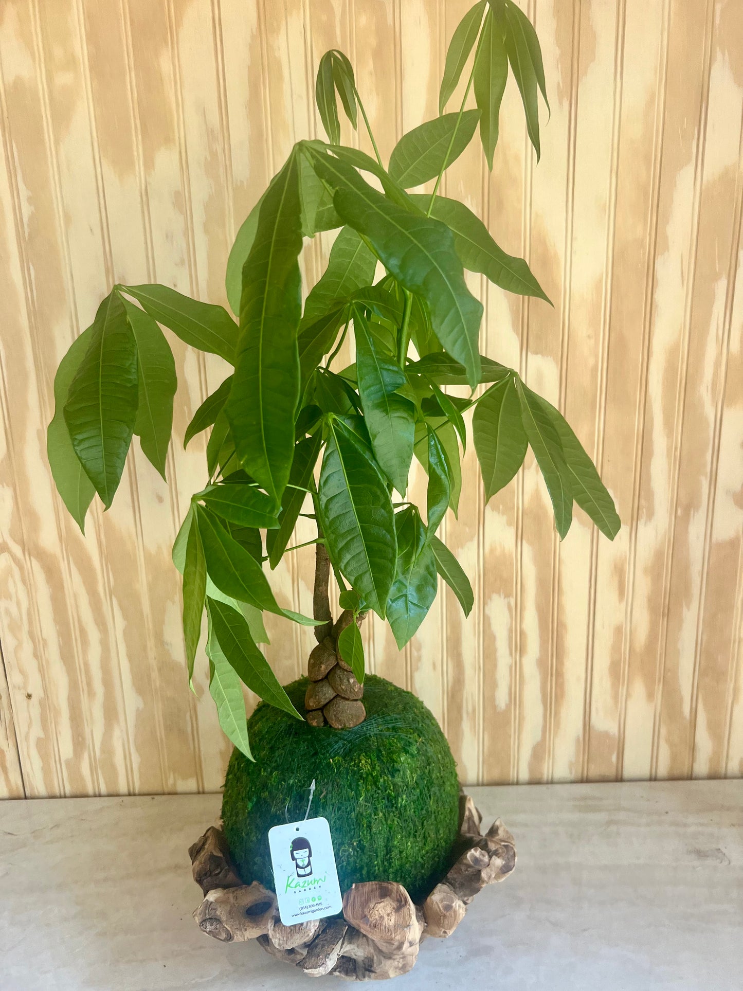 Money Tree | Moss Ball Kokedama