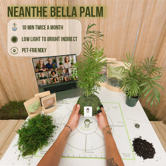 Kokedama Workshop Recorded – (English) - DIY Complete Kit Send To You