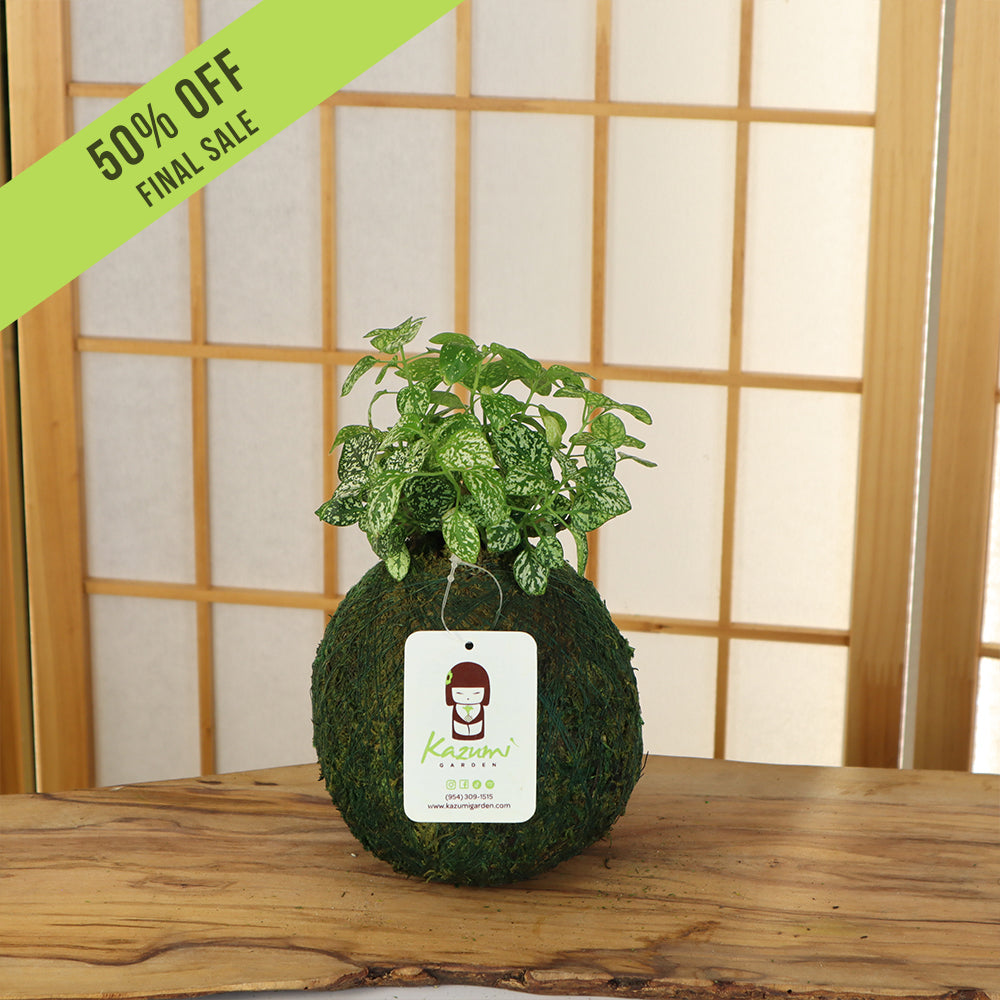 Hypoestes (Assorted Colors) | Moss Ball Kokedamas