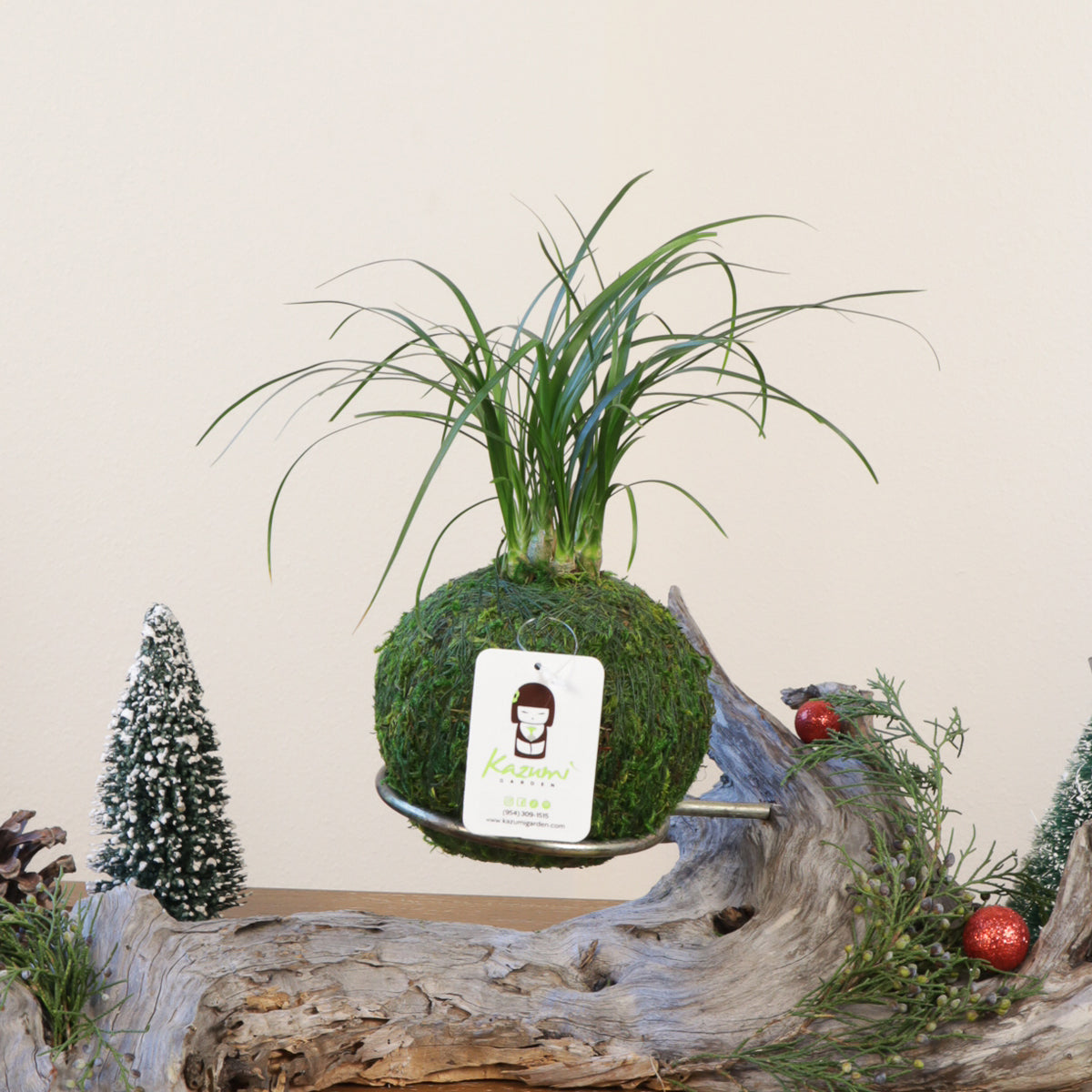 Ponytail Multi Bulb Palm | Moss Ball Kokedamas