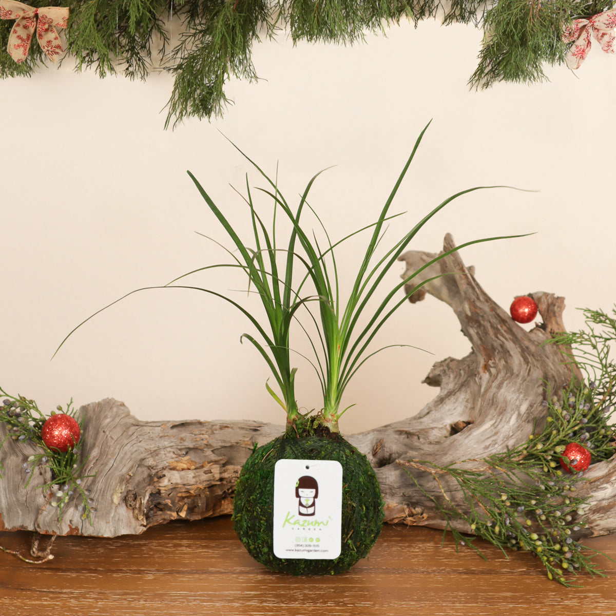 Ponytail Multi Bulb Palm | Moss Ball Kokedamas