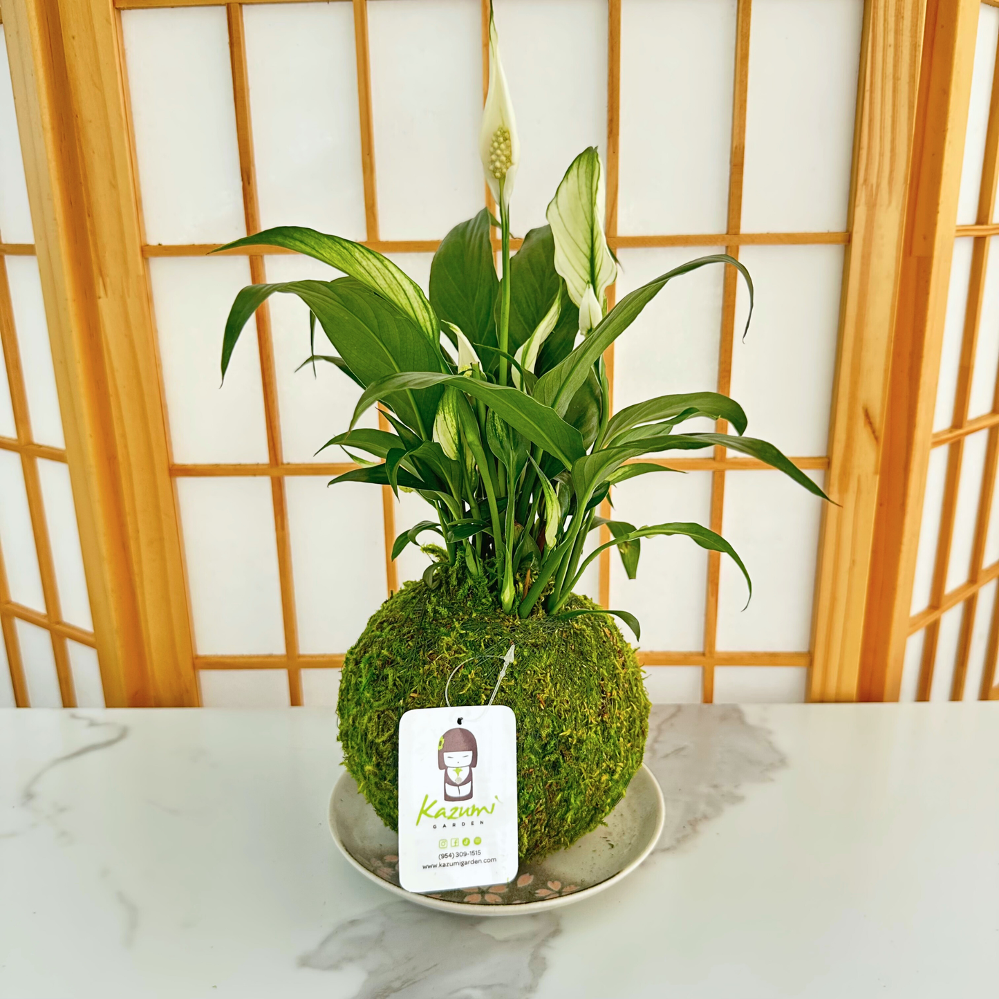 Peace Lily | Moss Ball Kokedama