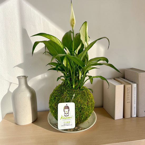 japanese peace lily near me Peace Lily