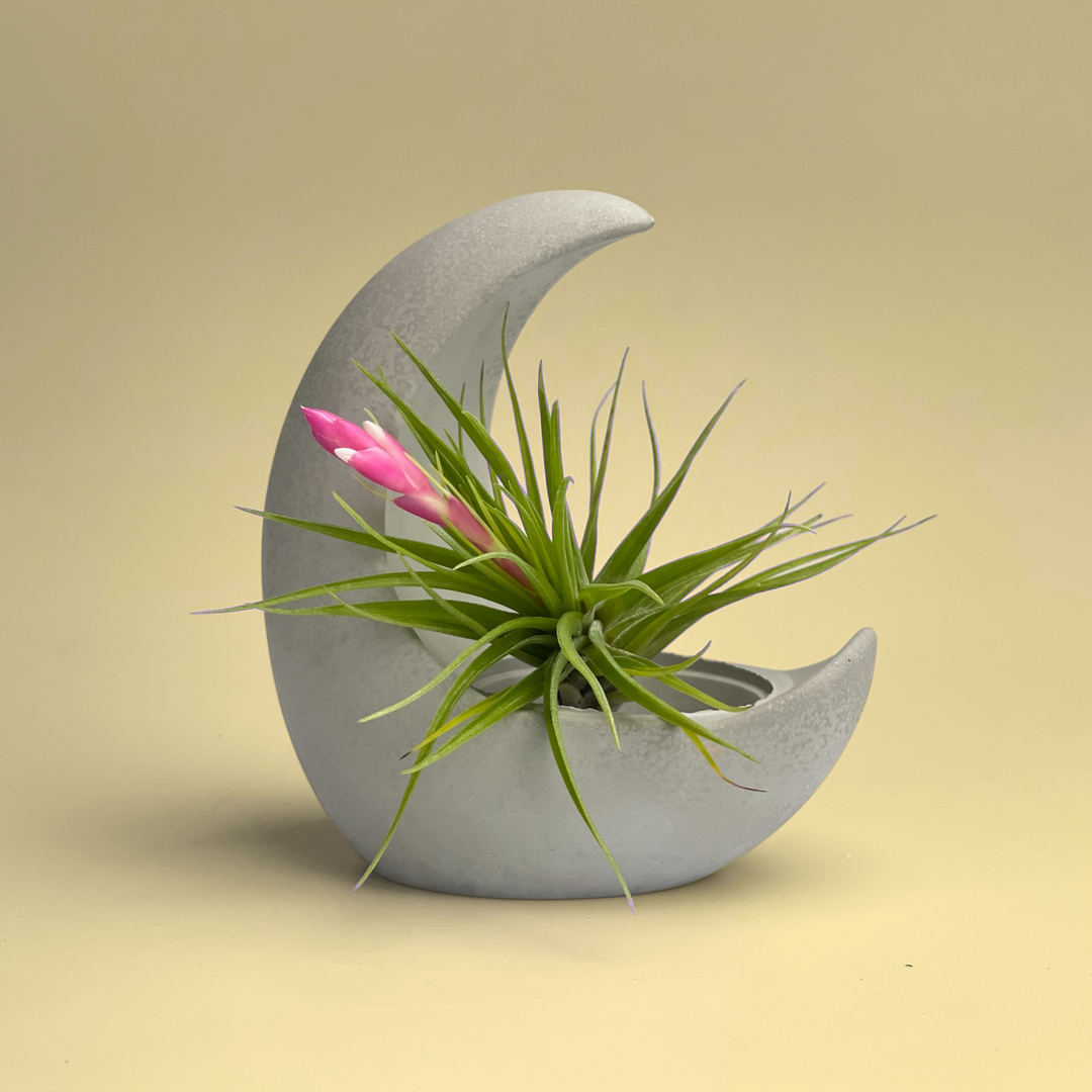 YOUNG MOON AIR PLANT HOLDER – Kazumi Garden