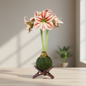 Amaryllis | Moss Ball Kokedama – Kazumi Garden
