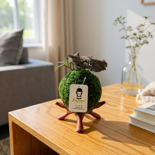 Fittonia | Moss Ball Kokedama