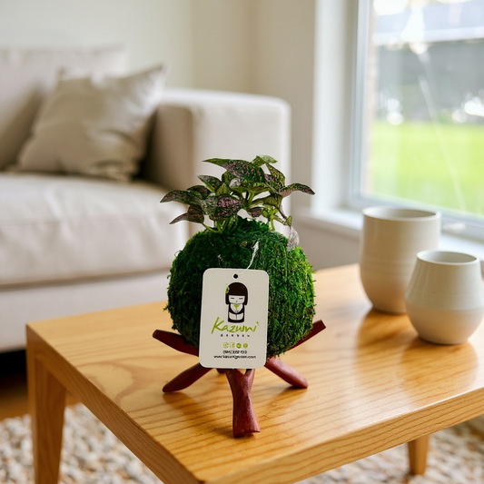 Hypoestes (Assorted Colors) | Moss Ball Kokedamas