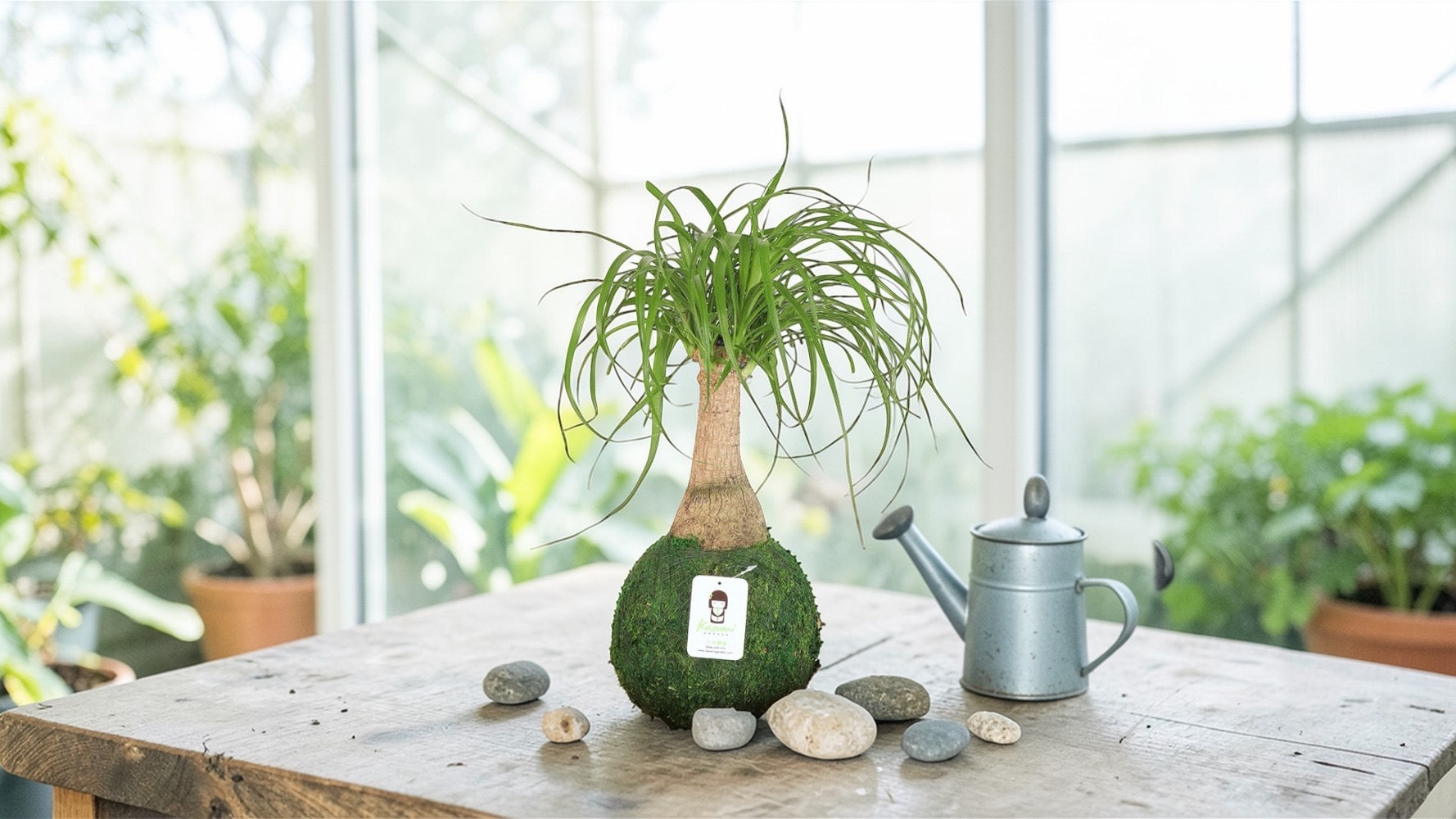 6 ponytail palm Ponytail Palm
