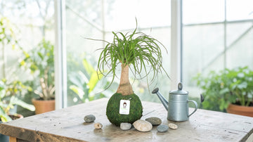 ponytail palm symbolism Ponytail Palm