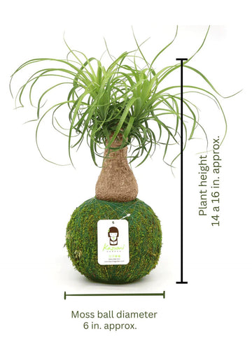 Ponytail Palm