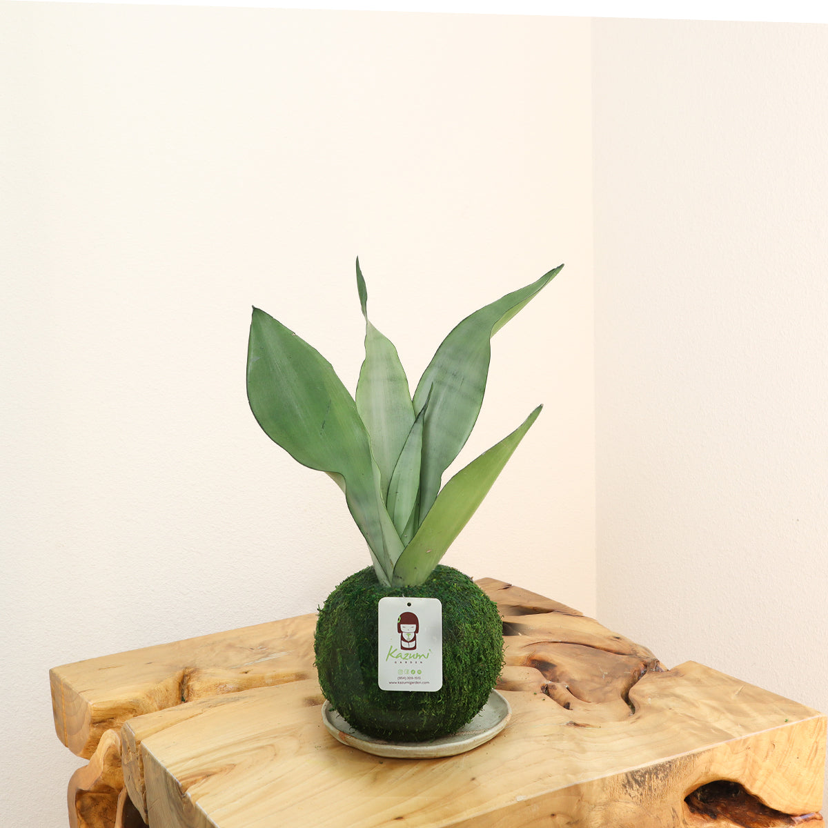Sansevieria Moonlight | Moss Ball Kokedama