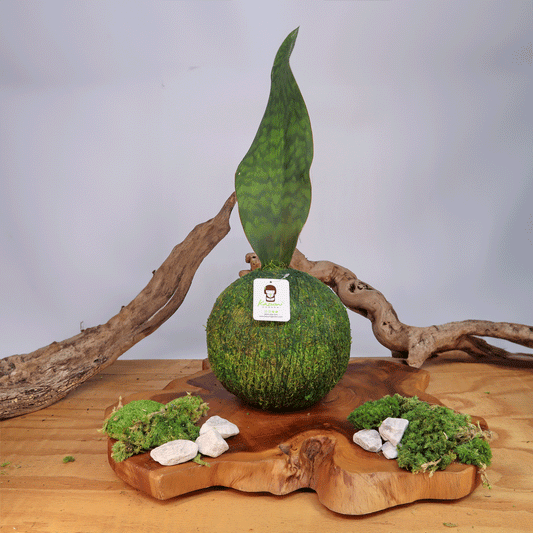 Sansevieria WhaleFin Extra Large | Moss Ball Kokedamas