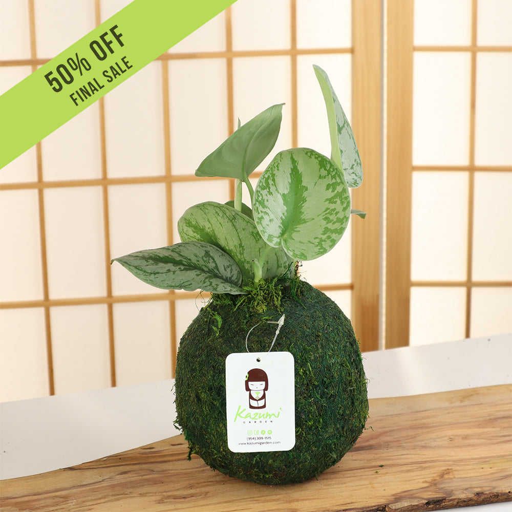 Scindapsus | Moss Ball Kokedama