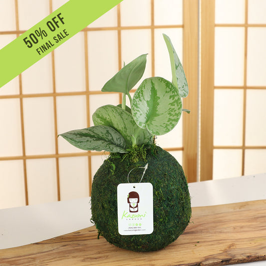 Scindapsus | Moss Ball Kokedama