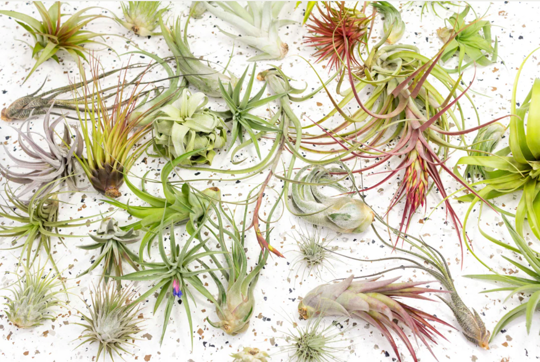 japanese air plants Air Plant – Kazumi Garden