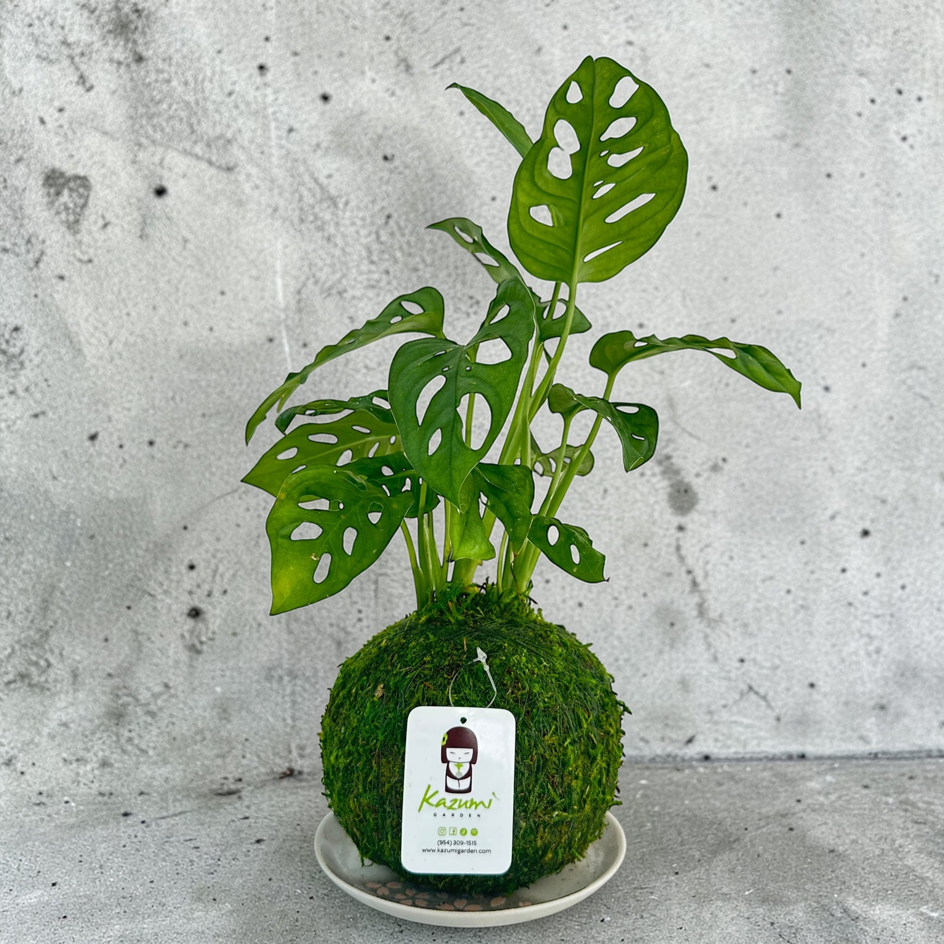monstera deliciosa kokedama Monstera Swiss Cheese