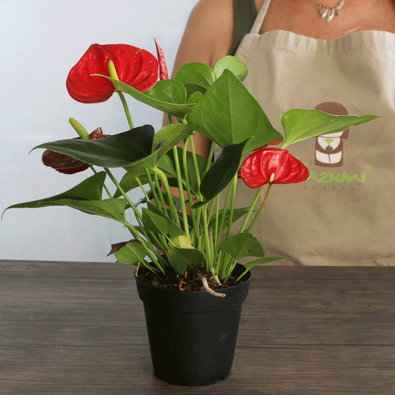 Monstera Deliciosa | Moss Ball Kokedama