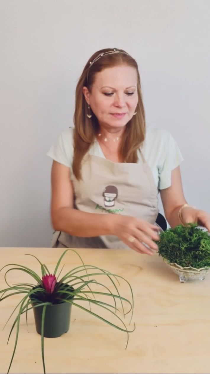 Bromeliad Pink Quill | Moss Ball Kokedama
