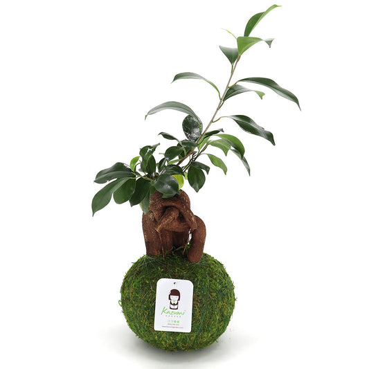 Bonsai Ficus Ginger | Moss Ball Kokedama