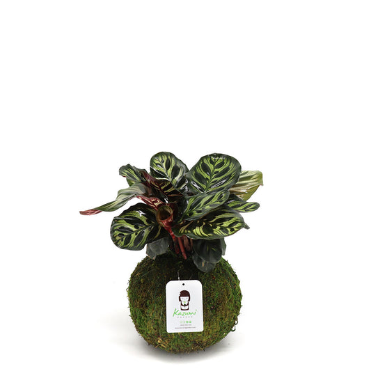 Calathea Makoyana | Moss Ball Kokedama