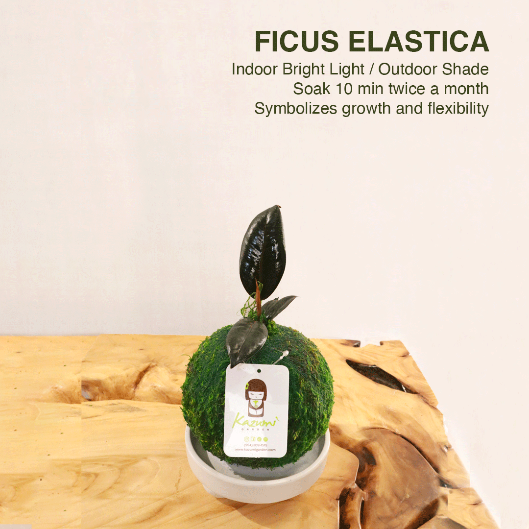 Ficus Elastica | Moss Ball Kokedama