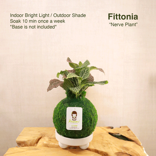 Fittonia | Moss Ball Kokedama