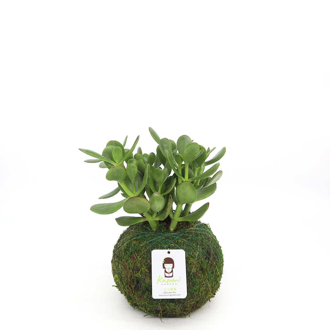 Jade | Moss Ball Kokedamas