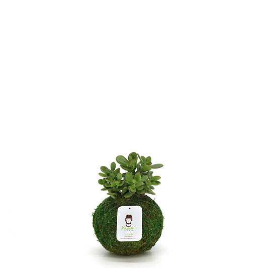 Jade | Moss Ball Kokedamas main image 0