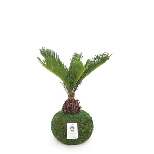 King Sago Palm | Moss Ball Kokedama