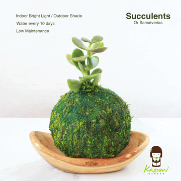 lucky bamboo kokedama Mini Kokedama