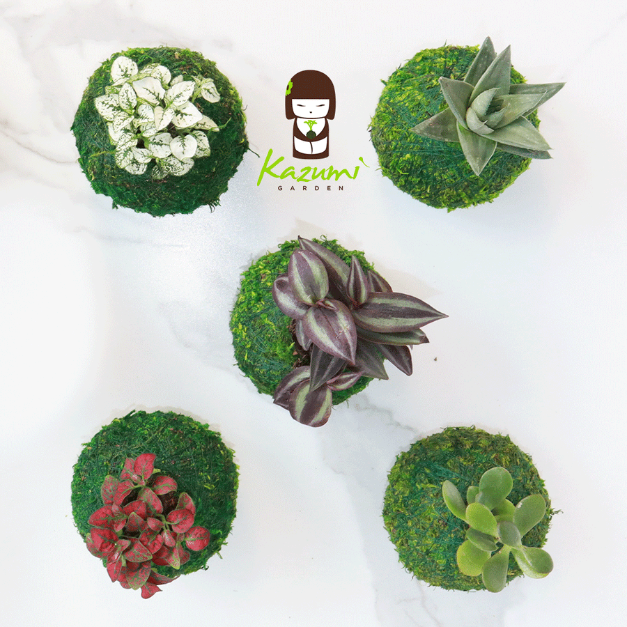 kokedama succulent Mini Kokedama