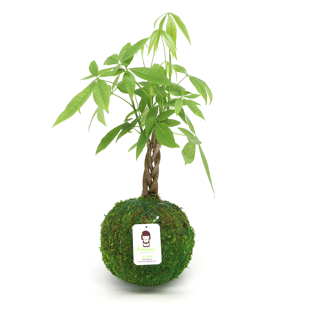 Money Tree | Moss Ball Kokedama