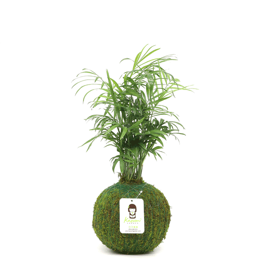 Neanthe Bella Palm | Moss Ball Kokedamas