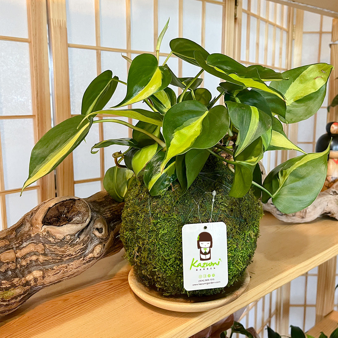 Philodendron Brazil | Moss Ball Kokedamas