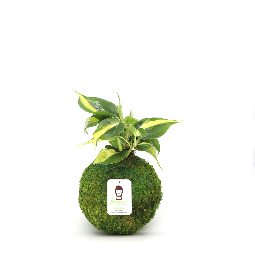 Philodendron Brazil | Moss Ball Kokedamas