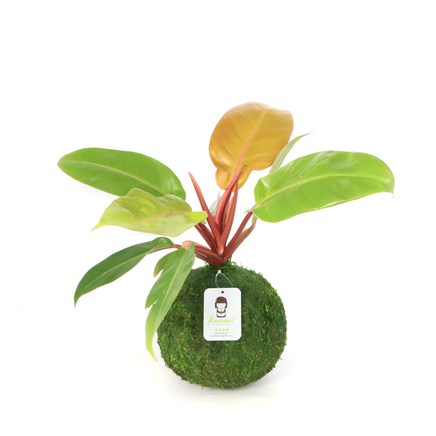 Philodendron Orange Prince | Moss Ball Kokedamas