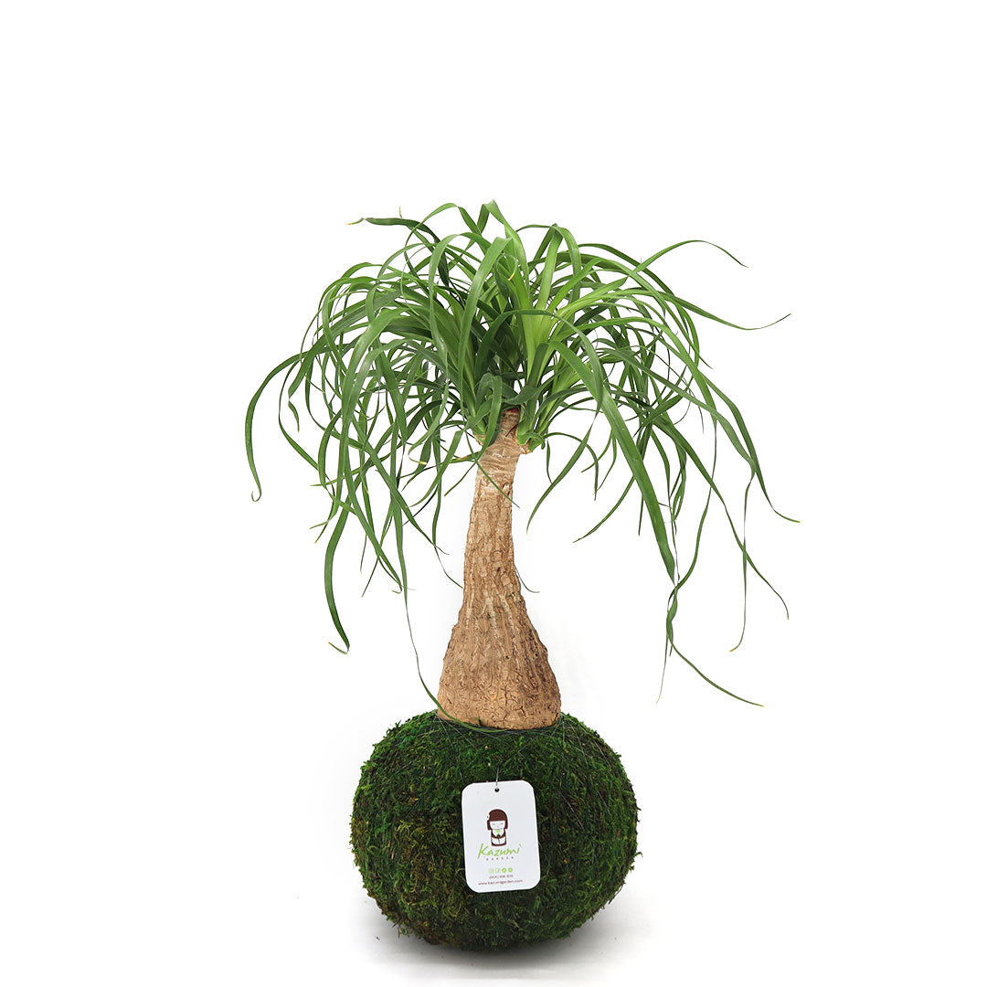Ponytail Palm | Moss Ball Kokedamas