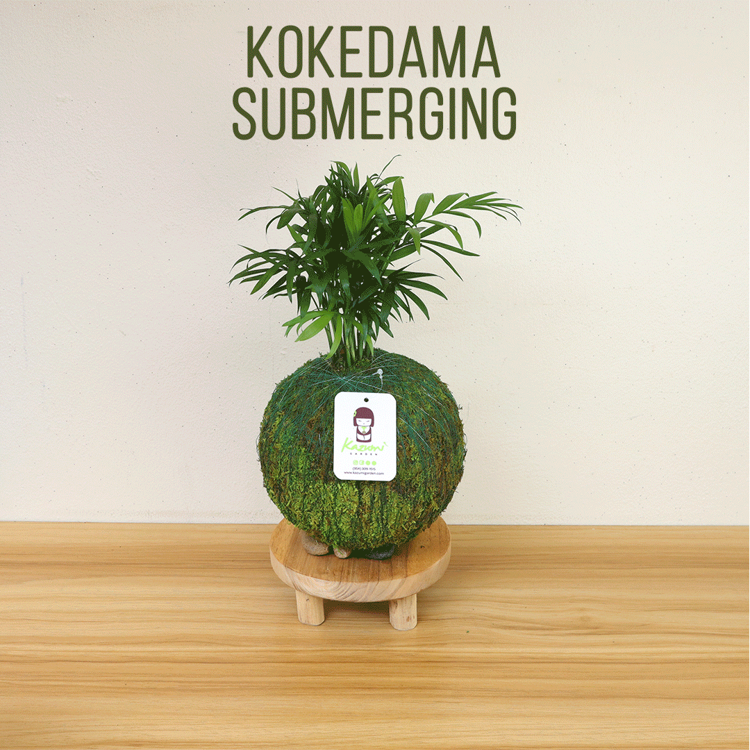 Ficus Elastica | Moss Ball Kokedama